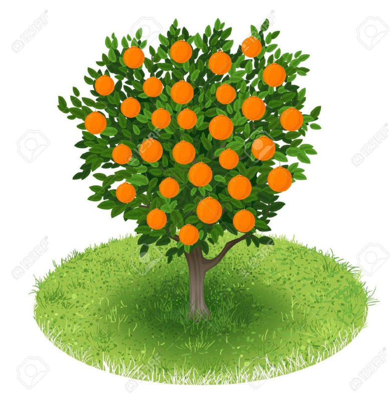 10 Best Orange Tree Pictures FULL HD 1080p For PC Background 2024 free download sommer orange tree mit orange fruchte im grunen bereich abbildung 782x800