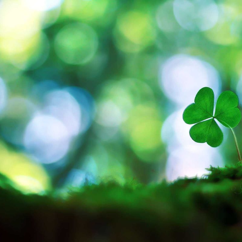 10 Most Popular 4 Leaf Clover Wallpaper FULL HD 1080p For PC Background 2023 free download 1000 images about four leaf clovers on pinterest smiley faces 1 800x800