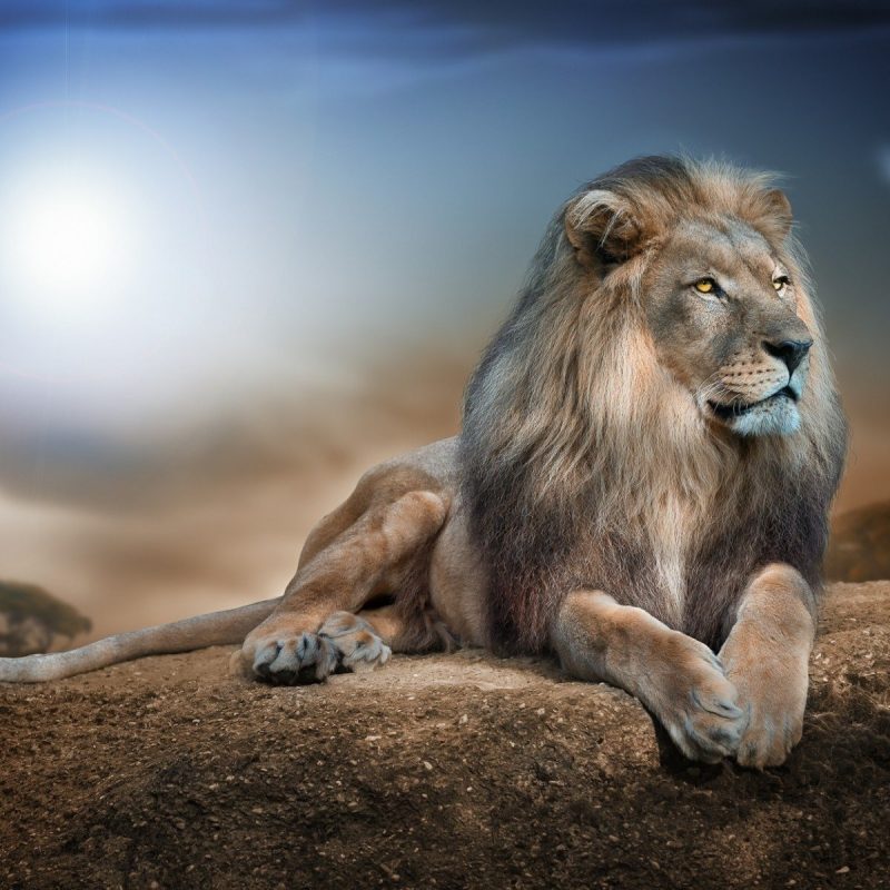 10 Latest Lion Desktop Wallpaper Hd FULL HD 1080p For PC Background 2022 free download 1061 lion hd wallpapers background images wallpaper abyss 800x800