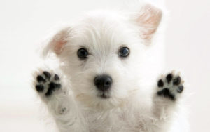 1280x800px 3d puppy wallpaper - wallpapersafari