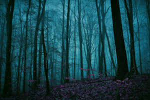 1280x853px enchanted forest background - wallpapersafari