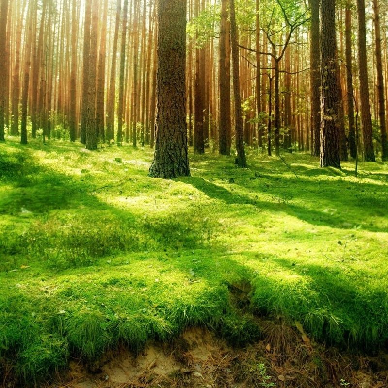 10 Top Forest Wallpaper Full Hd FULL HD 1080p For PC Desktop 2022 free download 1763 forest hd wallpapers background images wallpaper abyss 1 800x800