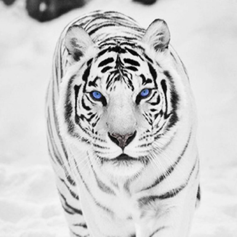 10 Best White Tiger Hd Wallpapers 1920X1080 FULL HD 1080p For PC Background 2023 free download 1920x1080 tiger wallpaper full hd 65 images 1 800x800