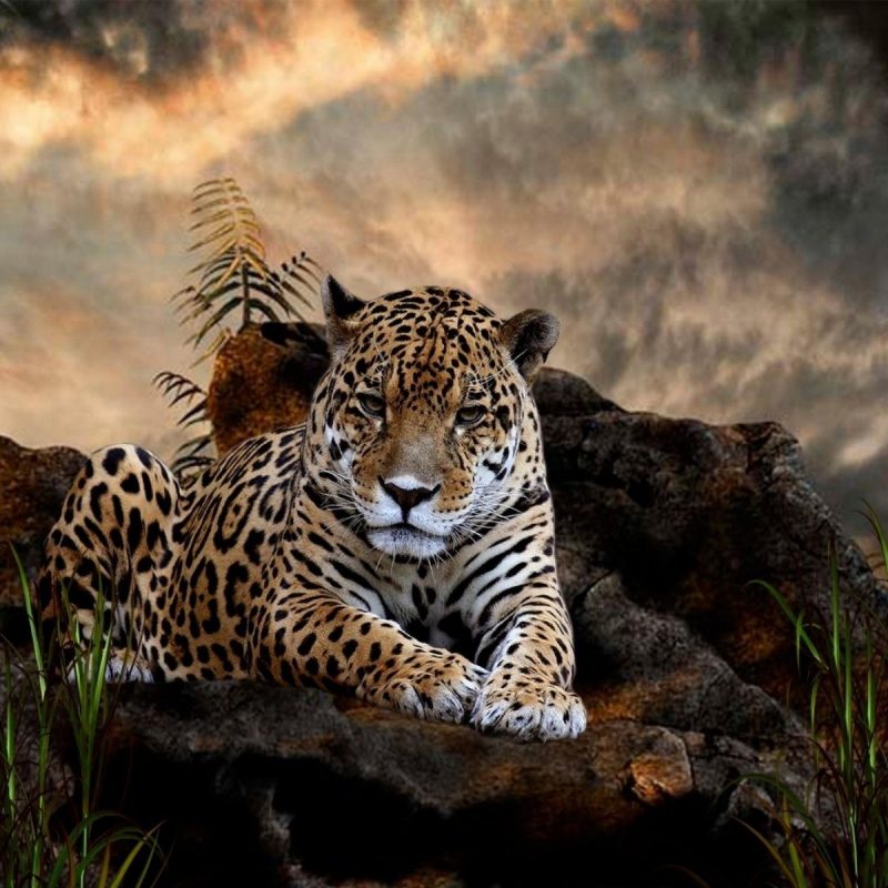 10 Best Wild Animal Wall Paper FULL HD 1080p For PC Desktop 2022 free download 208 jaguar hd wallpapers background images wallpaper abyss 800x800