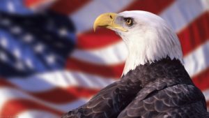 231 bald eagle hd wallpapers | background images - wallpaper abyss