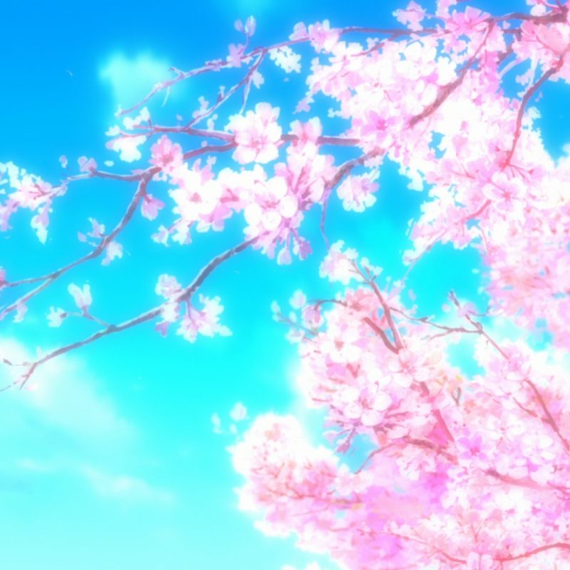 10 Most Popular Cherry Blossom Wallpaper Anime FULL HD 1920×1080 For PC Desktop 2022 free download 233 cherry blossom fonds decran hd arriere plans wallpaper abyss 800x800