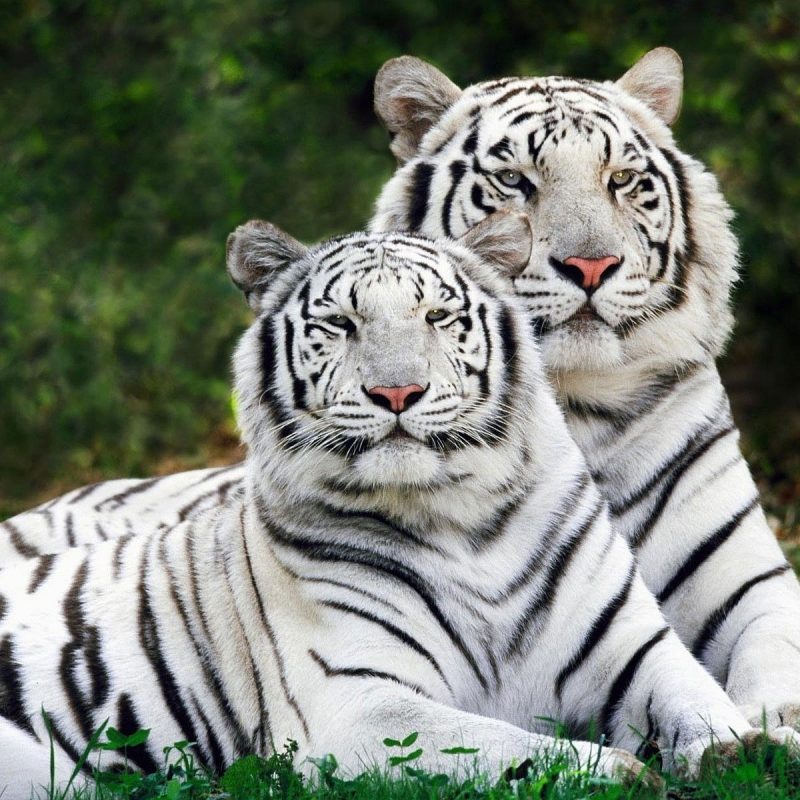 10 Best Wallpapers Of White Tigers FULL HD 1920×1080 For PC Background 2022 free download 234 white tiger hd wallpapers background images wallpaper abyss 2 800x800