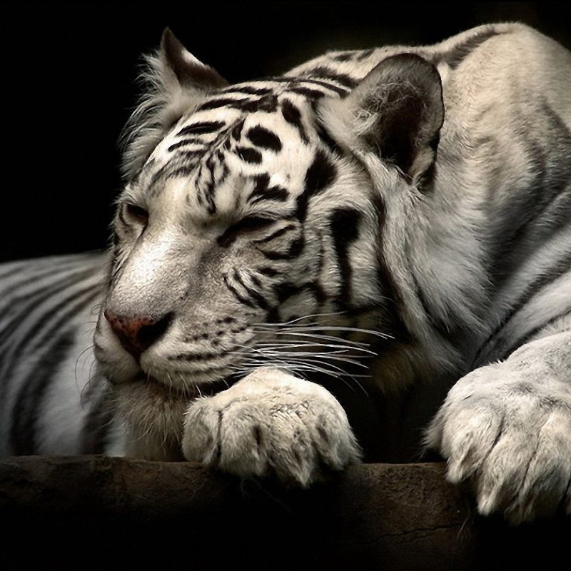 10 Best Wallpapers Of White Tigers FULL HD 1920×1080 For PC Background 2022 free download 234 white tiger hd wallpapers background images wallpaper abyss 3 800x800