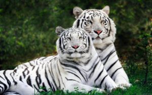 234 white tiger hd wallpapers | background images - wallpaper abyss