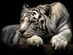 234 white tiger hd wallpapers | background images - wallpaper abyss