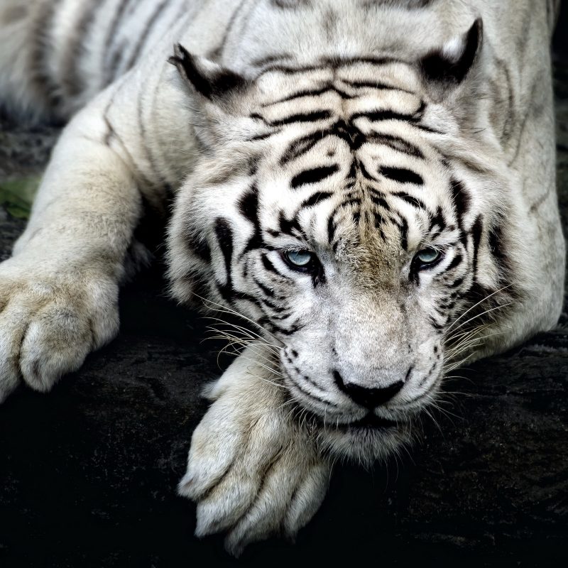 10 Best White Tiger Hd Wallpapers 1920X1080 FULL HD 1080p For PC Background 2022 free download 234 white tiger hd wallpapers background images wallpaper abyss 6 800x800
