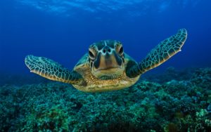 244 turtle hd wallpapers | background images - wallpaper abyss