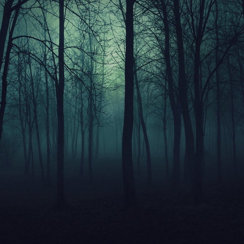 10 New Dark Forest Background Tumblr FULL HD 1920×1080 For PC Desktop 2024 free download 25 forest hd wallpapers background images wallpaper abyss 2 800x800