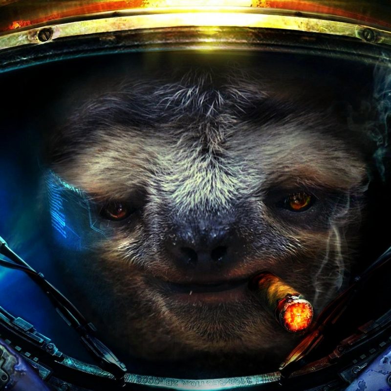 10 Latest Space Sloth Wallpaper FULL HD 1920×1080 For PC Desktop 2024 free download 2560x1440 space sloth wallpaper 800x800