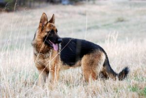 30+ beautiful german shepherd dog hd wallpaper | hd wallpapers