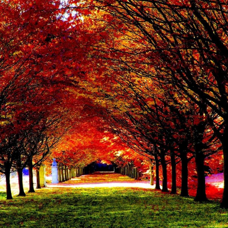 10 Latest Computer Wallpaper Nature Fall FULL HD 1920×1080 For PC Background 2022 free download 30 most beautiful autumn wallpapers hd mixhd wallpapers roads 1 800x800