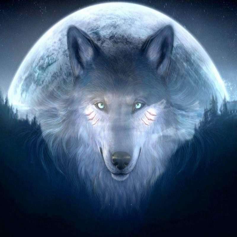 10 New Cool Wallpapers Of Wolves FULL HD 1920×1080 For PC Desktop 2022 free download 3099 cool wallpapers of wolves 800x800
