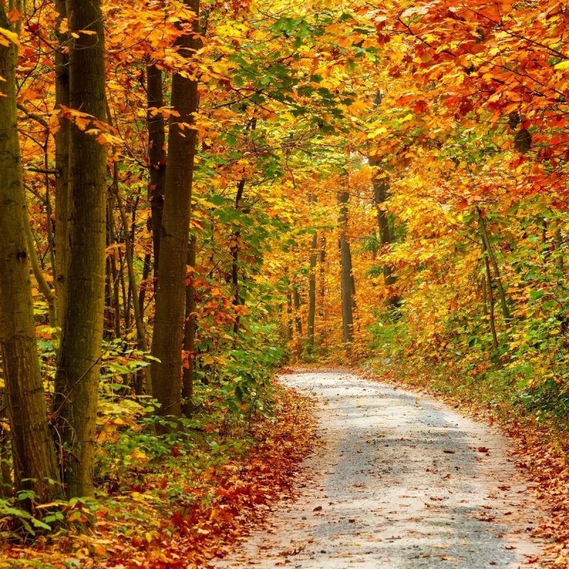 10 Top Autumn Forest Wallpaper Widescreen FULL HD 1080p For PC Desktop 2022 free download 37 desktop images of autumn forest autumn forest wallpapers 1 800x800