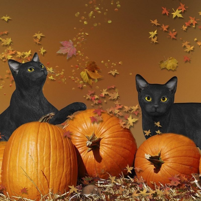 10 Top Cute Cat Halloween Wallpaper FULL HD 1920×1080 For PC Background 2022 free download 375 cute cat halloween wallpaper 800x800