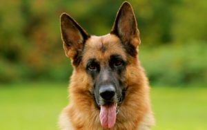 380 german shepherd hd wallpapers | background images - wallpaper abyss