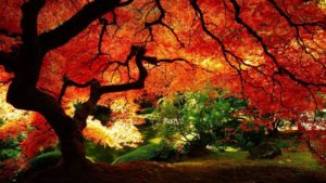 3d fall wallpapers - wallpaper cave | desktop wallpapers | pinterest