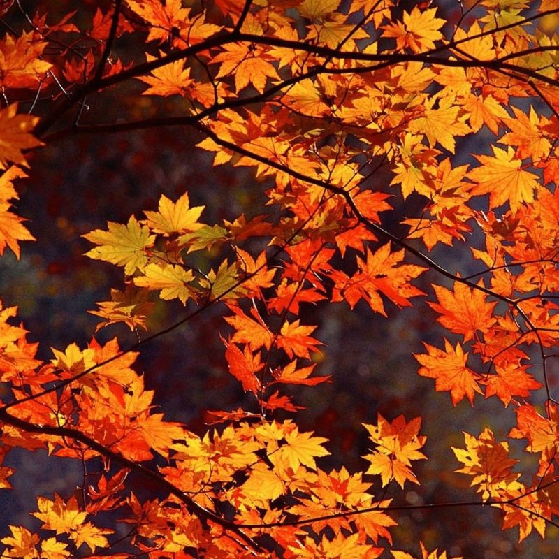 10 Latest Fall Leaves Desktop Background FULL HD 1920×1080 For PC Desktop 2022 free download 4 incredibly cute and easy treats to make this fall autumn nature 800x800