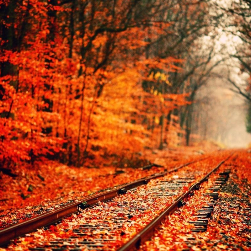 10 New Fall Pictures For Desktop Background FULL HD 1920×1080 For PC Background 2022 free download 71 fall backgrounds tumblr c2b7e291a0 download free cool hd backgrounds 800x800
