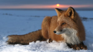 771 fox hd wallpapers | background images - wallpaper abyss