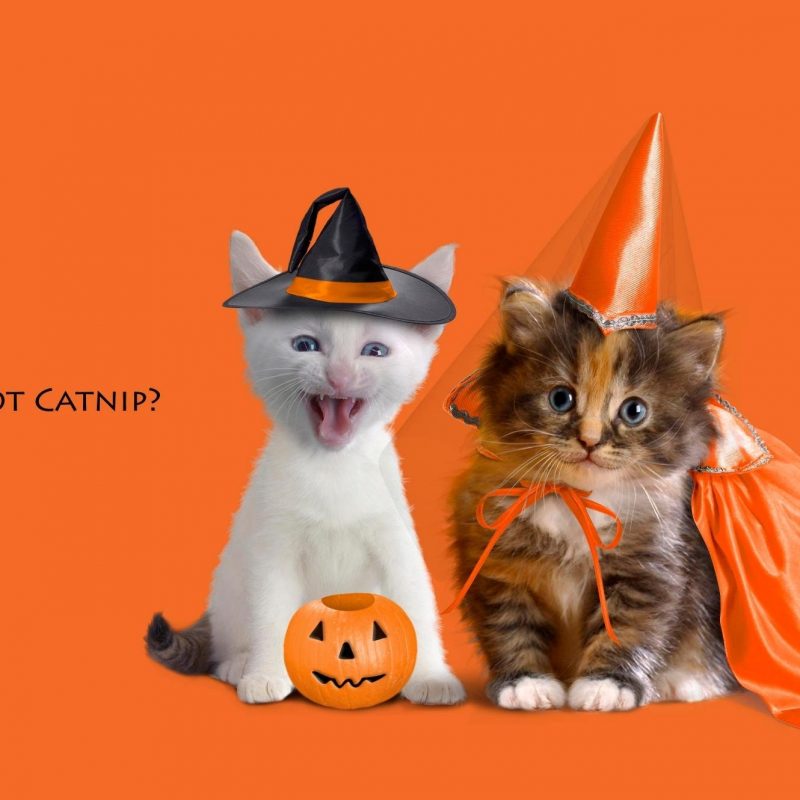 10 Top Cute Cat Halloween Wallpaper FULL HD 1920×1080 For PC Background 2022 free download 796 halloween hd wallpapers background images wallpaper abyss 2 800x800