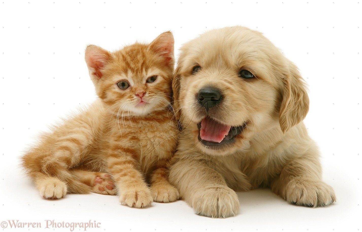 Кошечки собачки собаки. Собачки и кошечки. Щенок и котенок. Красивые домашние животные. Милые котики и собачки.