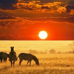 african animals wallpaper hd | pixelstalk