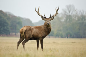 amazing facts about deer | onekindplanet animal education &amp; facts