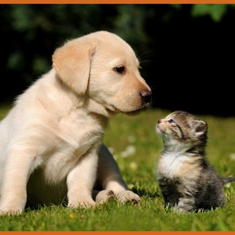 10 New Cute Kitten And Puppy Pictures FULL HD 1080p For PC Desktop 2022 free download amazing kitten and puppy mobile long of cute for wallpaper ideas 800x800