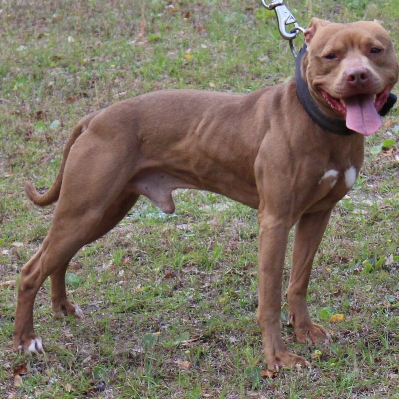 10 Latest Light Brown Red Nose Pitbull FULL HD 1080p For PC Desktop 2022 free download american pit bull terrier color chart american dog breeders assoc 800x800