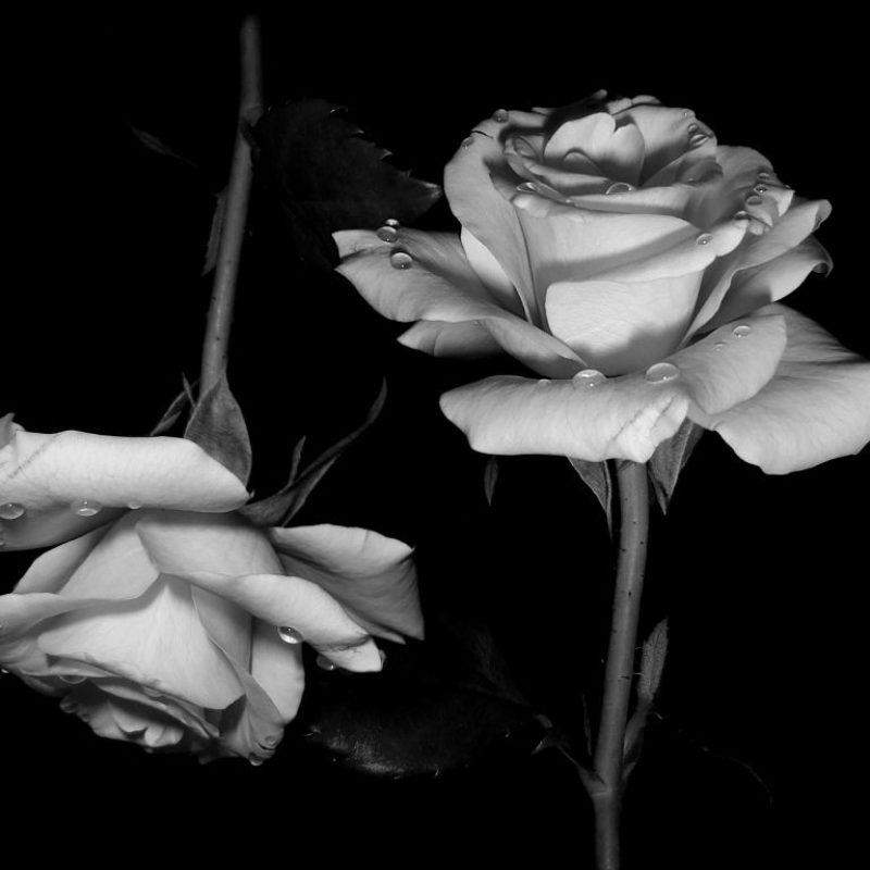 10 Best Black And White Roses Wallpaper FULL HD 1920×1080 For PC Desktop 2023 free download and white roses wallpaper black for iphone hd images gipsypixel 800x800
