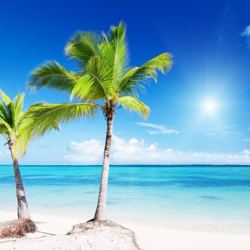 10 Top Beach And Palm Tree Wallpaper FULL HD 1920×1080 For PC Background 2023 free download android beach wallpapers group 1600x1200 palm trees beach wallpapers 800x800
