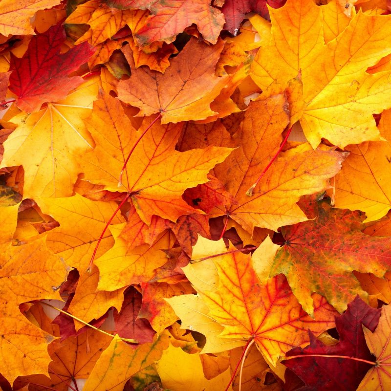 10 Latest Fall Leaves Desktop Background FULL HD 1920×1080 For PC Desktop 2023 free download android wallpaper fall colors hair and beaut pinterest fall 800x800