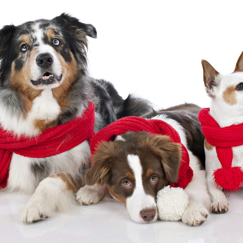 10 Top Cute Merry Christmas Wallpaper Dogs FULL HD 1080p For PC Desktop 2023 free download animal dogs look merry christmas red cowl puppy photo 800x800