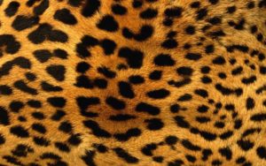 animal print desktop backgrounds - wallpaper cave