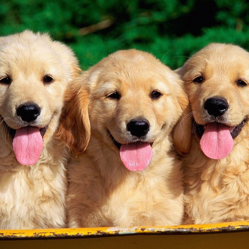 10 New Golden Retriever Puppies Wallpaper FULL HD 1920×1080 For PC Background 2022 free download animal wallpaper golden retriever puppy wallpapers freshwallpapers 800x800