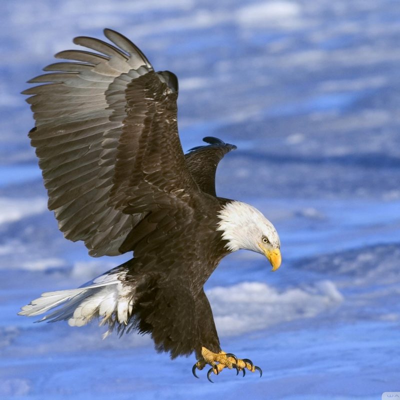 10 Best Flying Eagle Wallpaper Desktop FULL HD 1080p For PC Background 2022 free download animals birds bald eagle in flight alaska wallpapers desktop 800x800