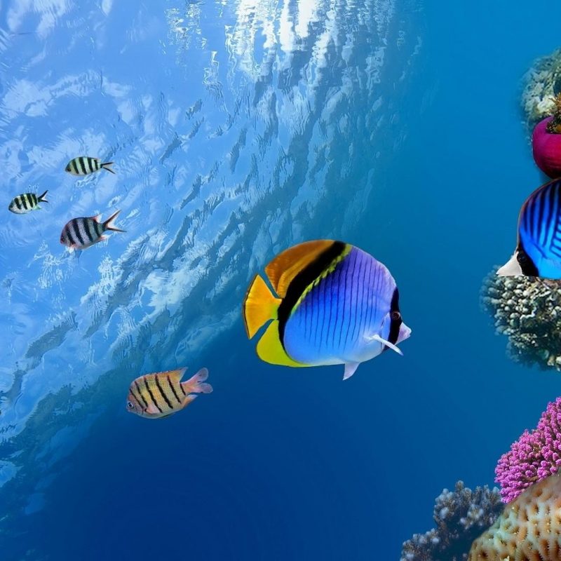 10 Latest Tropical Fishes Wallpapers Hd FULL HD 1080p For PC Desktop 2024 free download animals birds tropical fish wallpapers desktop phone tablet 800x800