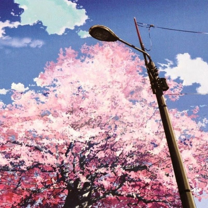 10 Most Popular Cherry Blossom Tree Anime Wallpaper FULL HD 1080p For PC Desktop 2022 free download anime cherry blossom wallpaper scihparg 800x800