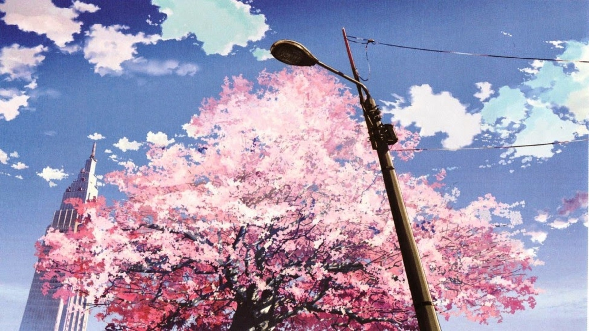 Cherry Blossom Pink Anime Wallpaper Hd Guitar Rabuho