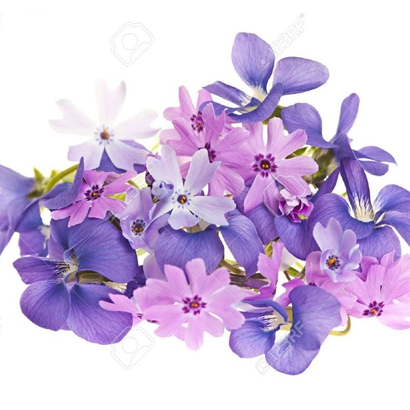 10 Most Popular Purple Flowers White Background FULL HD 1080p For PC Desktop 2022 free download arrangement of spring flowers purple violets and moss pink isolated 800x800