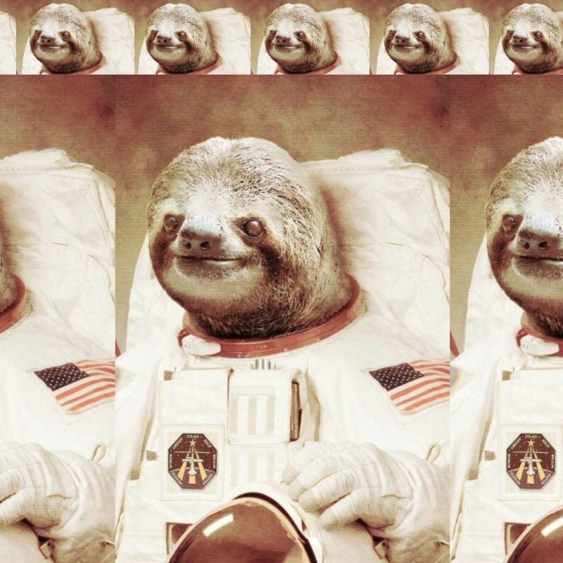 10 Latest Sloth Astronaut Wallpaper FULL HD 1080p For PC Background 2022 free download astronaut sloth walldevil 800x800