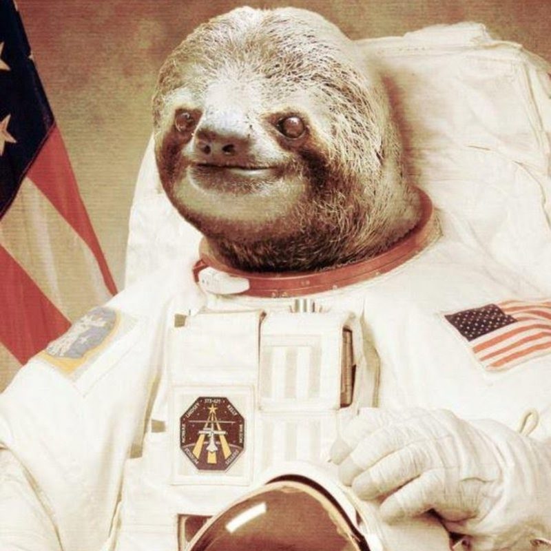 10 Latest Sloth Astronaut Wallpaper FULL HD 1080p For PC Background 2022 free download astronaut sloth youtube 800x800
