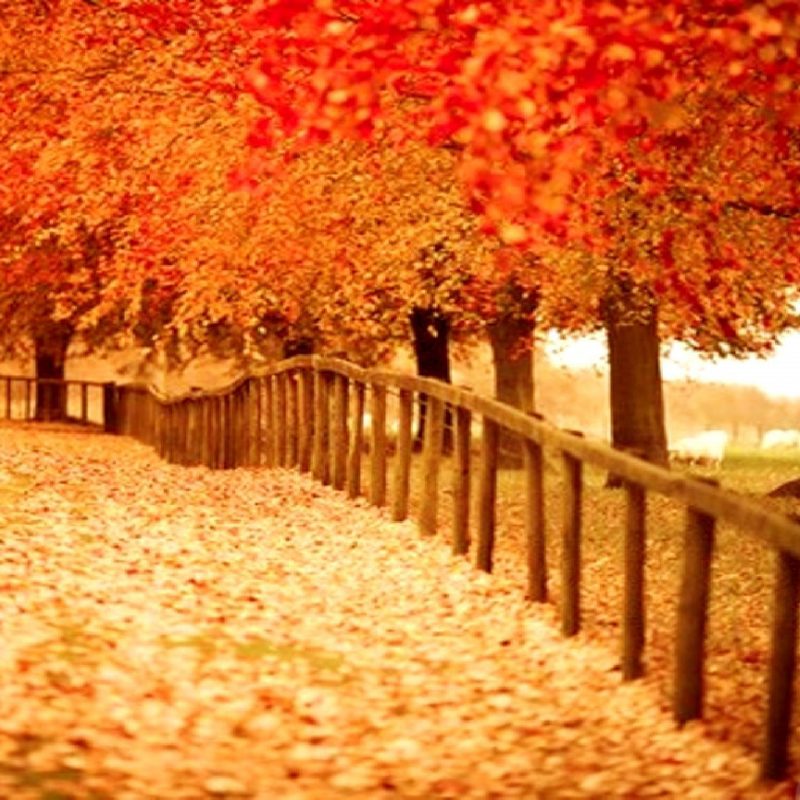 10 Latest Pretty Fall Backgrounds Desktops FULL HD 1920×1080 For PC Background 2022 free download autumn desktop backgrounds free group with 62 items 800x800
