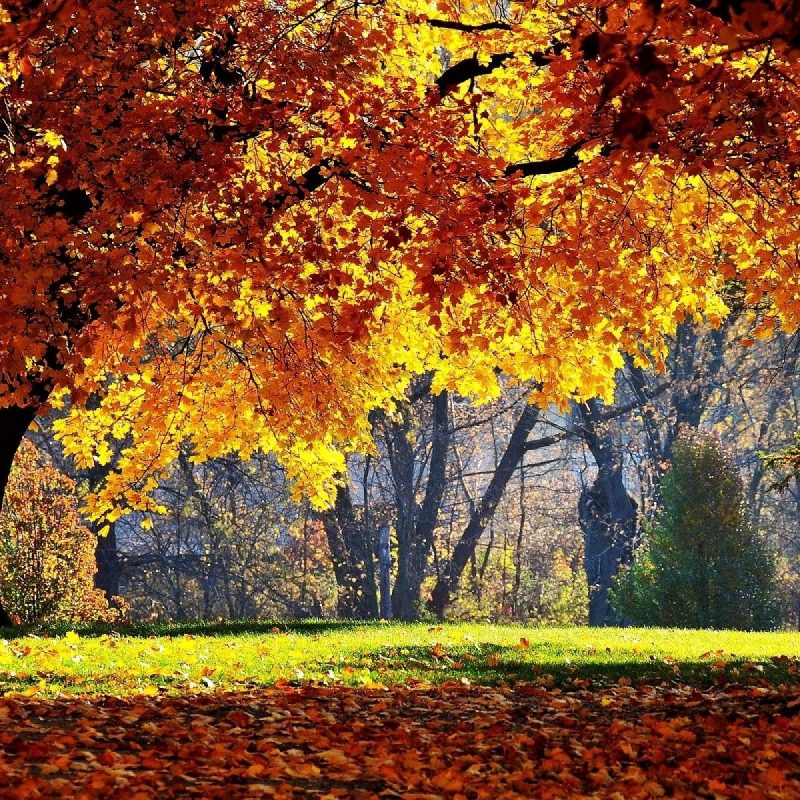 10 Top Autumn Forest Wallpaper Widescreen FULL HD 1080p For PC Desktop 2022 free download autumn forest wallpapers wallpaper cave 800x800