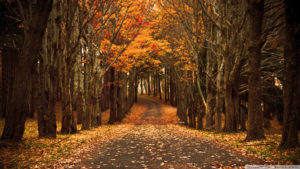 autumn hd wallpapers 1080p - wallpapersafari